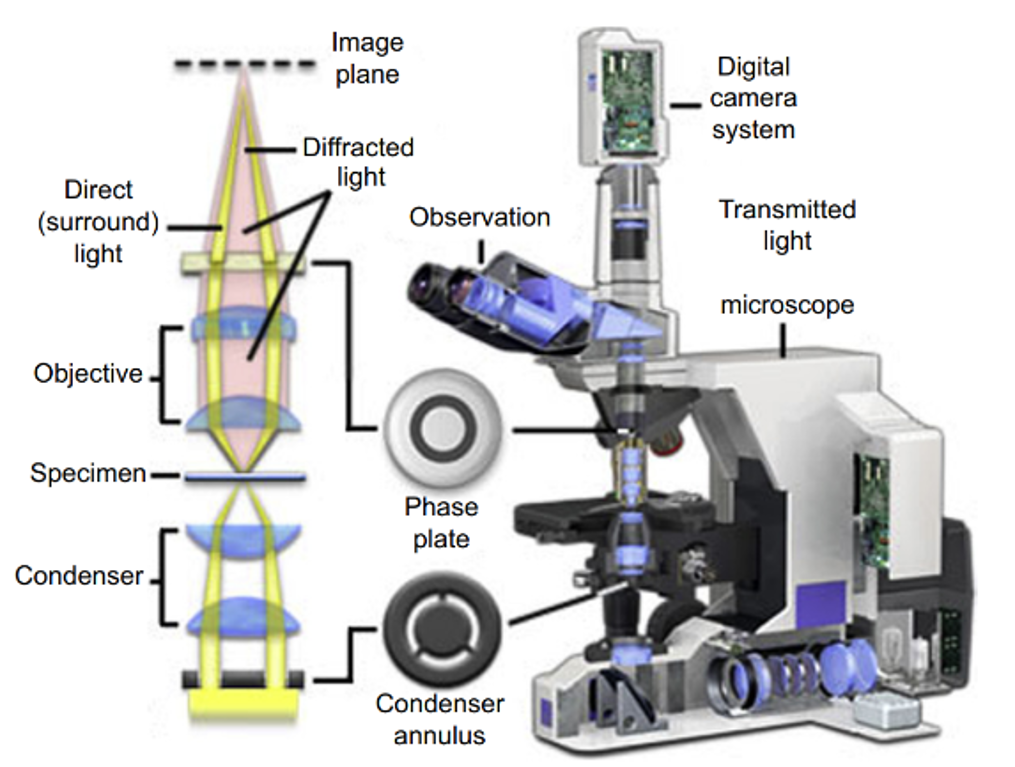 图5 金相显微镜的结构和光学系统示意图