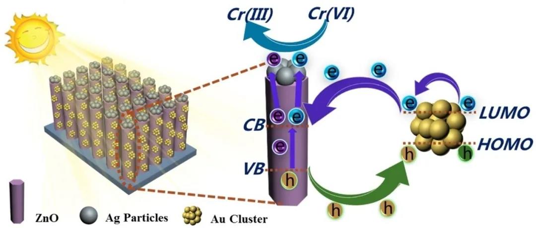Catal. Today：顶端负载Ag及Au团簇修饰的ZnO纳米棒阵列及其增强的光催化性能