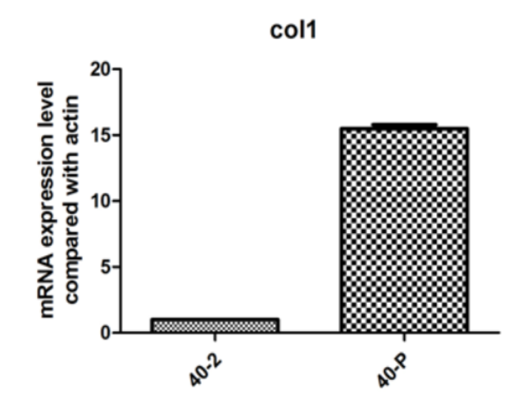 COL1目的基因组柱状图
