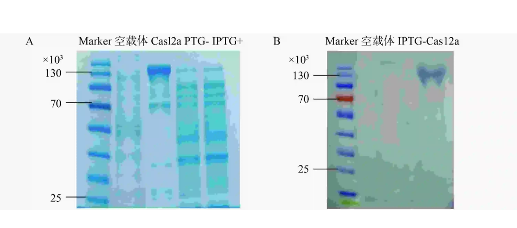 cas12a蛋白聚丙烯酰胺凝胶电泳和蛋白质免疫印记结果