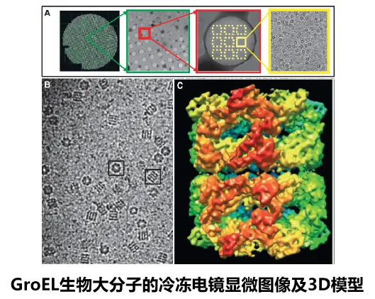 冷冻电镜的基本原理与应用